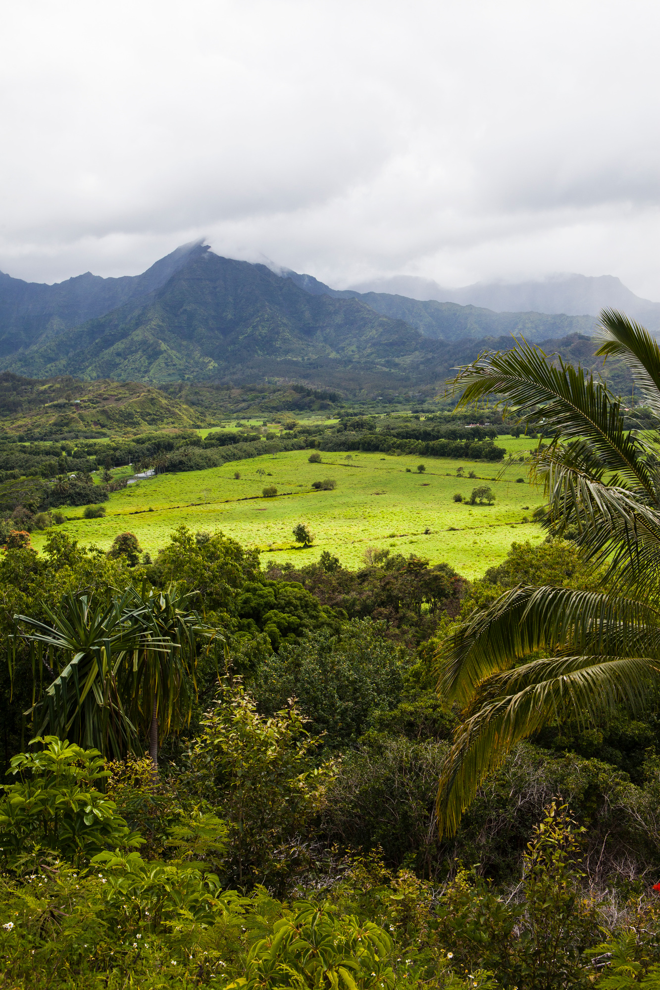 Taro field, elevated view on a fertile valley with a foodstuff taro crop growing